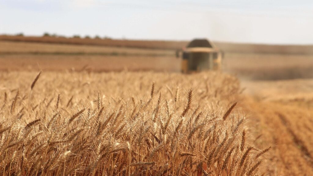 farm and crops in a wheat field